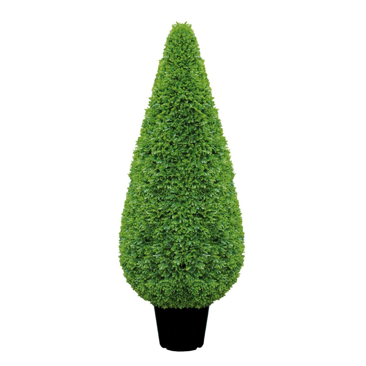 BOXWOOD cone potted H 80 cm